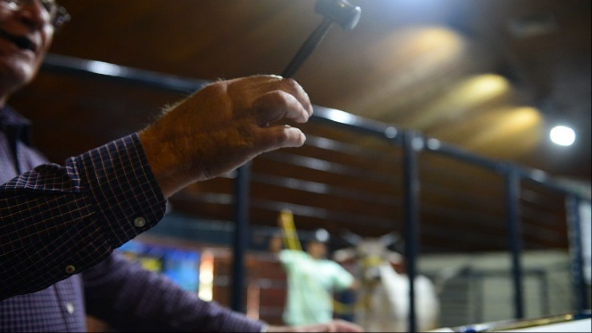 Leilões da 90ª ExpoZebu ultraam R$ 66 milhões em vendas