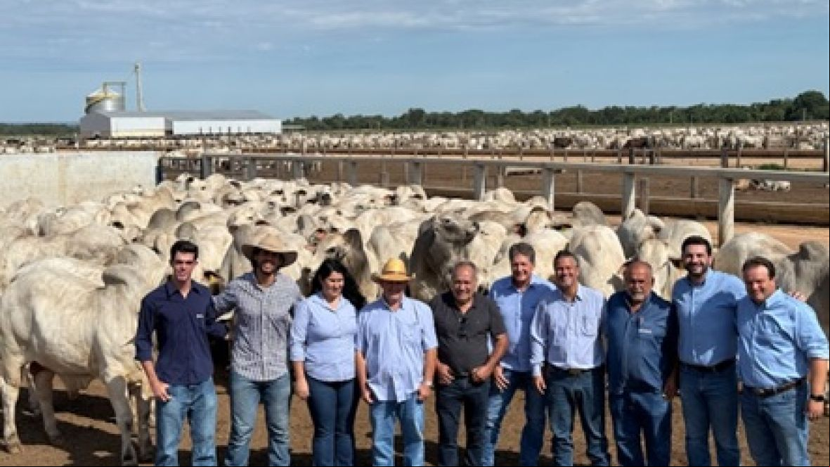 Genética de resultados: como o PMGZ Carne verticaliza a cadeia produtiva e comprova com exatidão a superioridade de touros zebuínos melhoradores